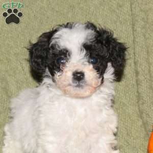 Izzie, Miniature Poodle Puppy