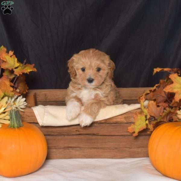 Izzy, Maltipoo Puppy