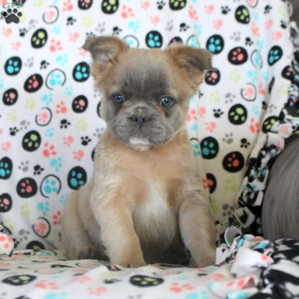 Jace, French Bulldog Puppy