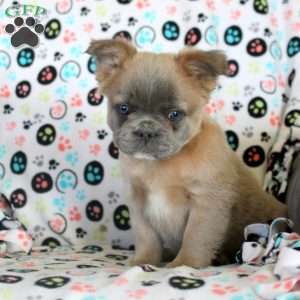 Jace, French Bulldog Puppy