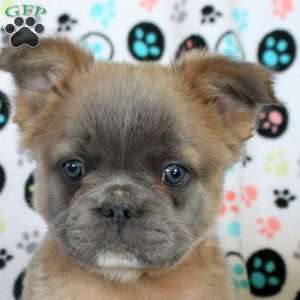 Jace, French Bulldog Puppy