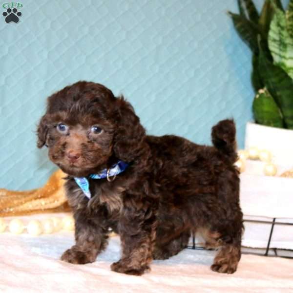 Jace, Cockapoo Puppy