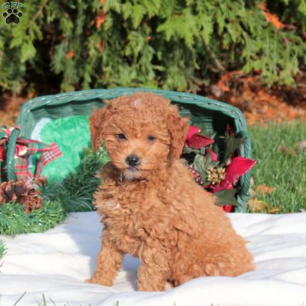 Jack, Mini Labradoodle Puppy