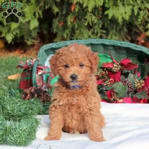 Jack, Mini Labradoodle Puppy
