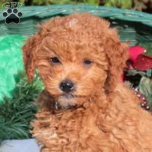 Jack, Mini Labradoodle Puppy