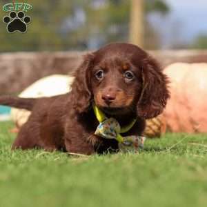 Jackson, Dachshund Puppy