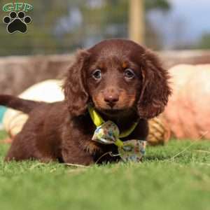 Jackson, Dachshund Puppy