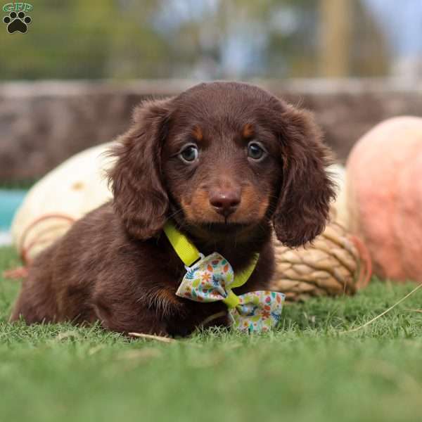Jackson, Dachshund Puppy