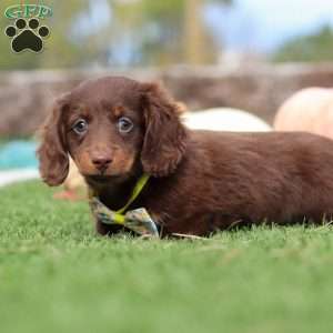 Jackson, Dachshund Puppy