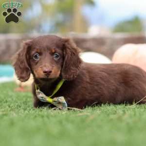 Jackson, Dachshund Puppy