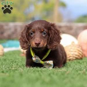 Jackson, Dachshund Puppy