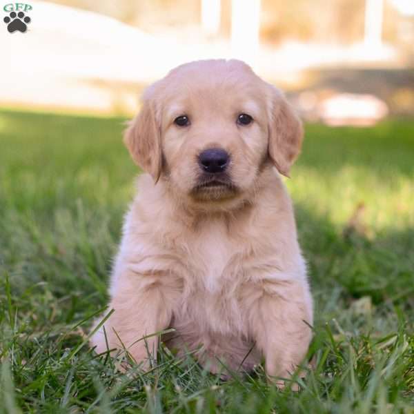 Jackson, Golden Retriever Puppy
