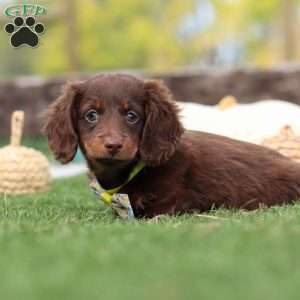 Jackson, Dachshund Puppy