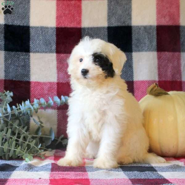 Jade, Mini Bernedoodle Puppy