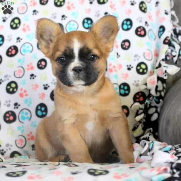 Jade, French Bulldog Puppy