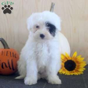 Jade, Mini Bernedoodle Puppy