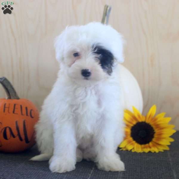 Jade, Mini Bernedoodle Puppy