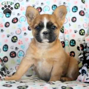 Jade, French Bulldog Puppy