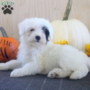 Jade, Mini Bernedoodle Puppy