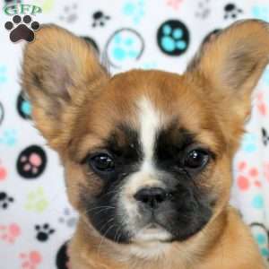 Jade, French Bulldog Puppy