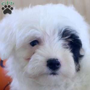 Jade, Mini Bernedoodle Puppy