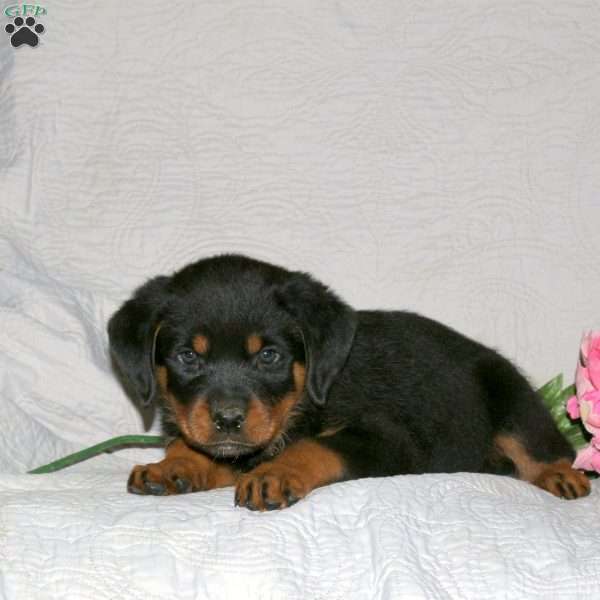 Jagger, Rottweiler Puppy