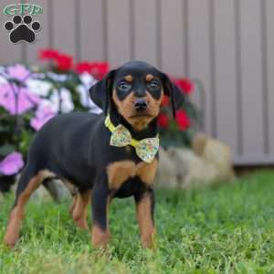 Jake, Miniature Pinscher Puppy