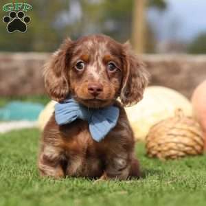 Jake, Dachshund Puppy