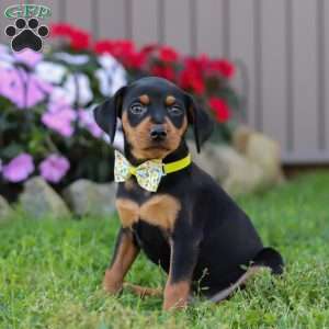 Jake, Miniature Pinscher Puppy