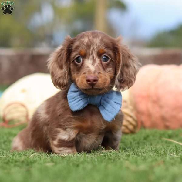 Jake, Dachshund Puppy