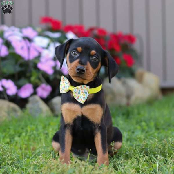 Jake, Miniature Pinscher Puppy