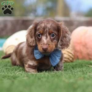 Jake, Dachshund Puppy