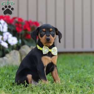 Jake, Miniature Pinscher Puppy