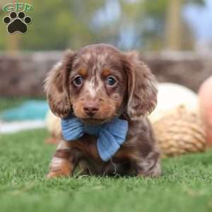 Jake, Dachshund Puppy