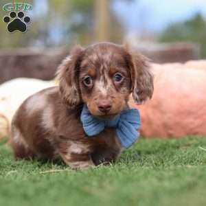 Jake, Dachshund Puppy