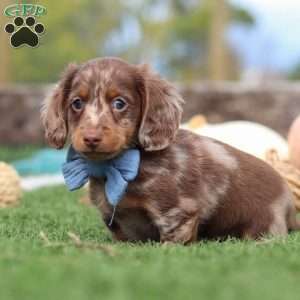 Jake, Dachshund Puppy