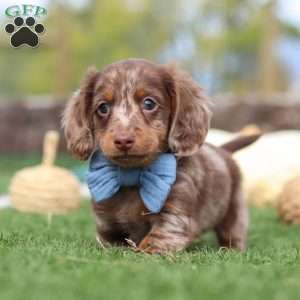 Jake, Dachshund Puppy