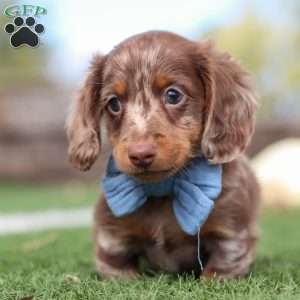 Jake, Dachshund Puppy