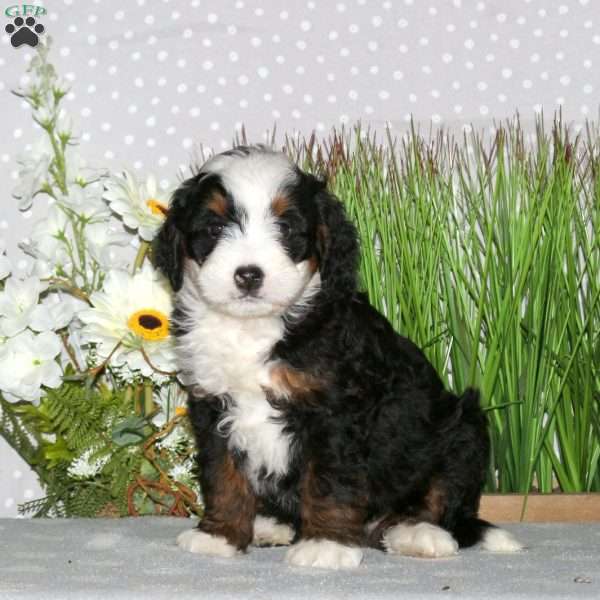 Jake, Mini Bernedoodle Puppy
