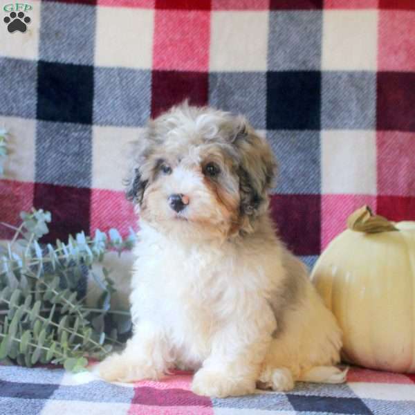 Jake, Mini Bernedoodle Puppy