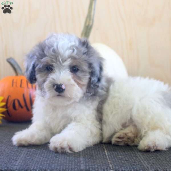 Jake, Mini Bernedoodle Puppy
