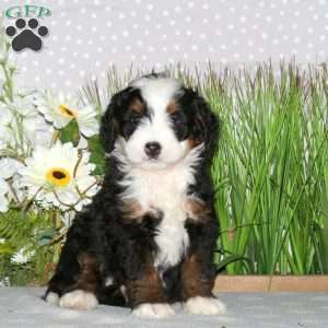 Jake, Mini Bernedoodle Puppy