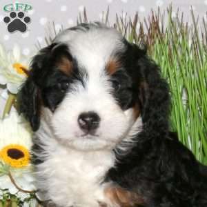 Jake, Mini Bernedoodle Puppy