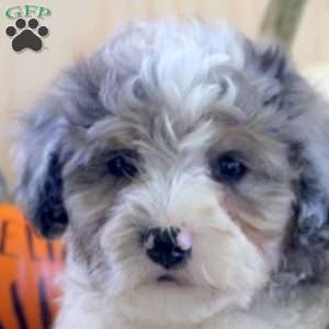 Jake, Mini Bernedoodle Puppy