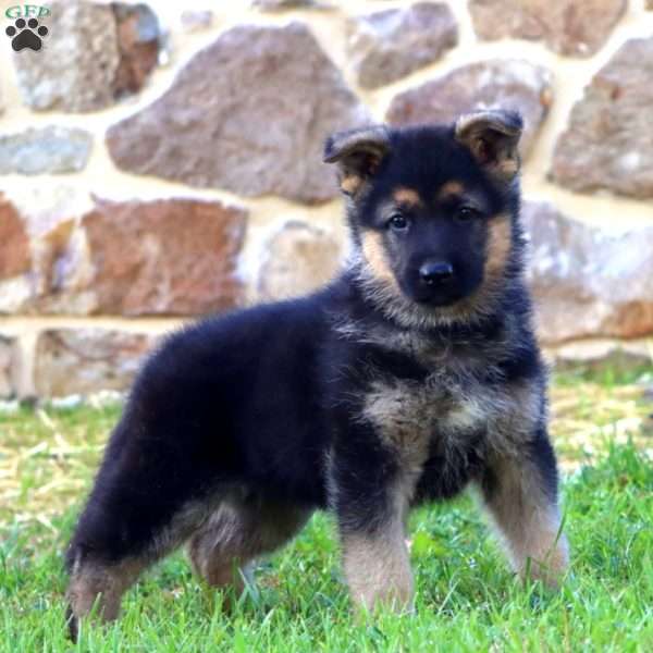Jake, German Shepherd Puppy