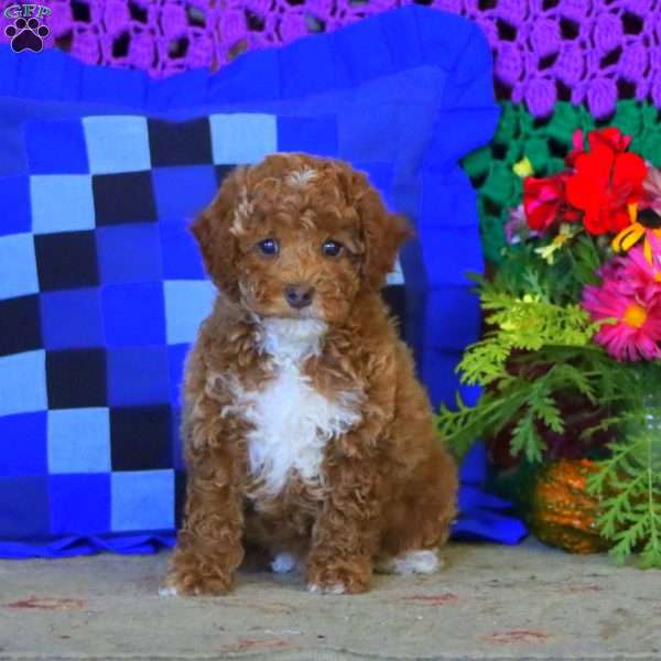 Jake, Miniature Poodle Puppy