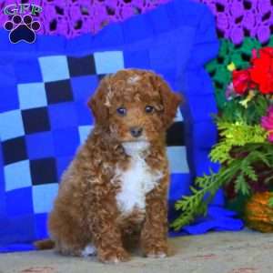 Jake, Miniature Poodle Puppy