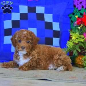 Jake, Miniature Poodle Puppy