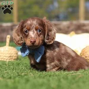Jake, Dachshund Puppy