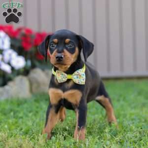 Jake, Miniature Pinscher Puppy